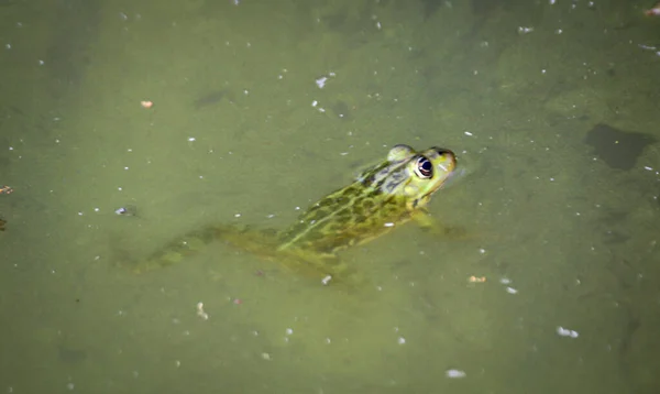 Portrait of a green pond frog on the edge of a body of water.