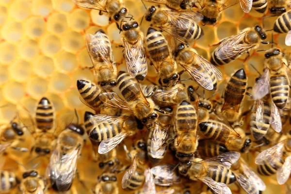 養蜂場で働くミツバチのクローズアップは — ストック写真