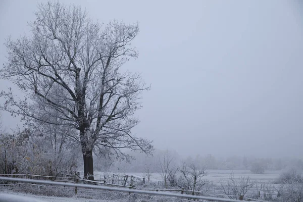 Kış Mevsiminde Kırağı Olan Ağaçlar — Stok fotoğraf