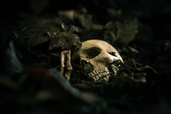 Bodegón Cráneo Humano Que Murió Durante Mucho Tiempo Cementerio Concepto — Foto de Stock