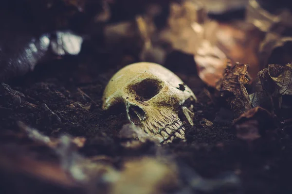 Uzun Zaman Önce Ölmüş Bir Insan Kafatası Mezarlık Korku Konsepti — Stok fotoğraf