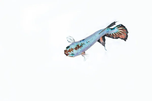 Kampffische Betta Splendens Fische Mit Einer Schönen Palette Bunter Schönheit — Stockfoto
