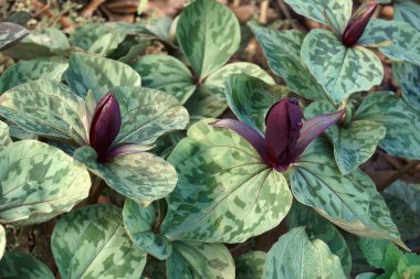Little Sweet Betsy (Trillium cuneatum). Called Large toadshade, Purple toadshade, Bloody butcher and Whip-poor-will flower also clipart