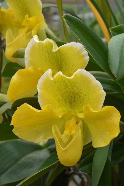 Hermosa Flor Orquídea Amarilla Jardín —  Fotos de Stock