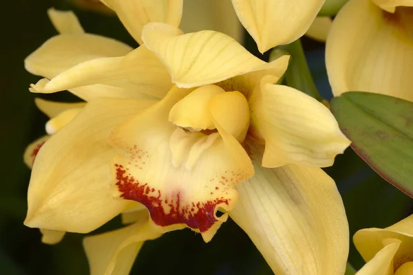 Schöne Gelbe Orchideenblume Garten — Stockfoto
