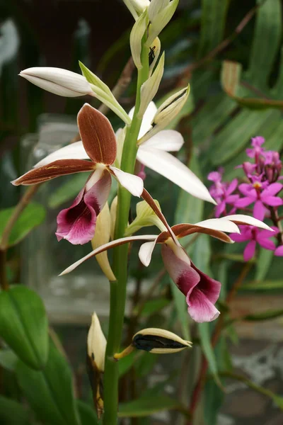 Красивые Цветы Орхидеи Саду — стоковое фото