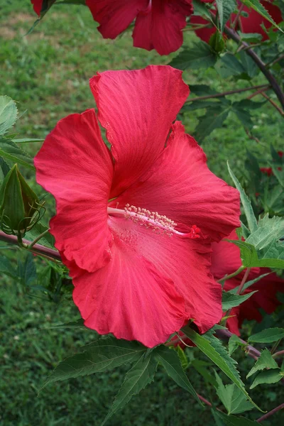 Mooie Rode Hibiscus Bloem Tuin — Stockfoto