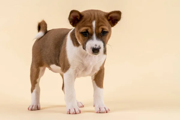 Lindo Perro Sobre Fondo Blanco — Foto de Stock