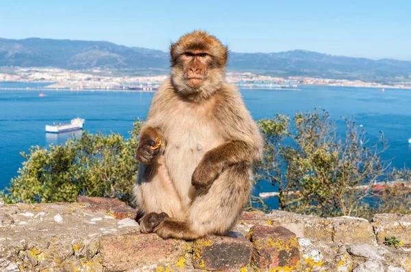 Affen Sitzen Auf Einem Felsen Den Bergen — Stockfoto