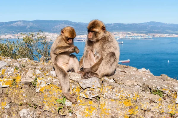 Affen Den Bergen — Stockfoto