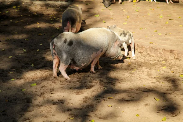 Familj Grisar Som Gräver Sanden — Stockfoto