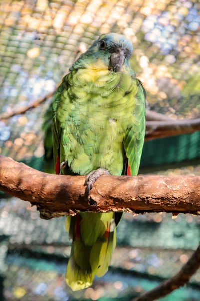 Egy Zöld Papagáj Portréja Egy Sortűzben — Stock Fotó