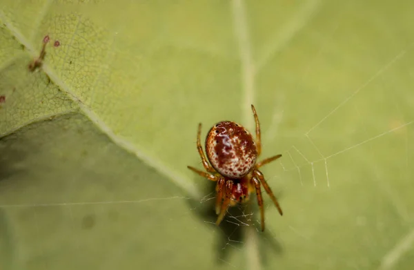 Close Uma Aranha Fenda Aranha Sua Teia — Fotografia de Stock