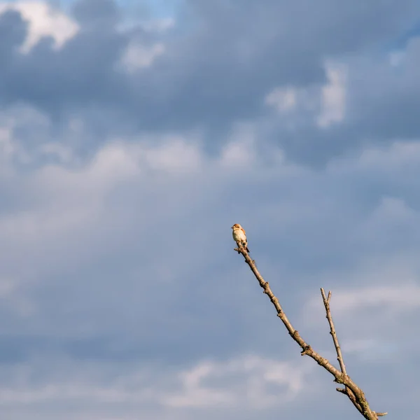 Tiro Perto Uma Árvore Céu — Fotografia de Stock