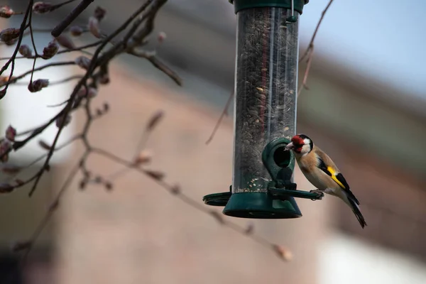 Goldfinch Sits Feed Column Feeds — Stock Photo, Image