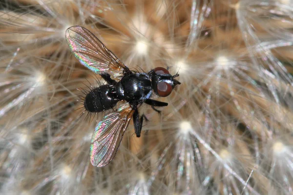 Tachnid Fly Phania Funesta Egy Kis Légy Hossza Körülbelül Egy — Stock Fotó