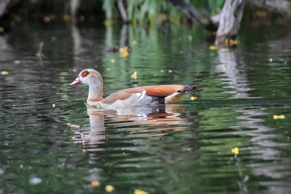 Portrait View Egyptian Geese Pond — Stock Photo, Image
