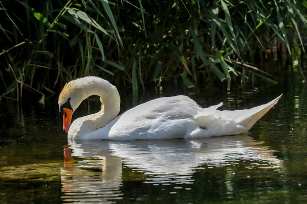 Portrait Beautiful White Mute Swan Water — Stock Photo, Image
