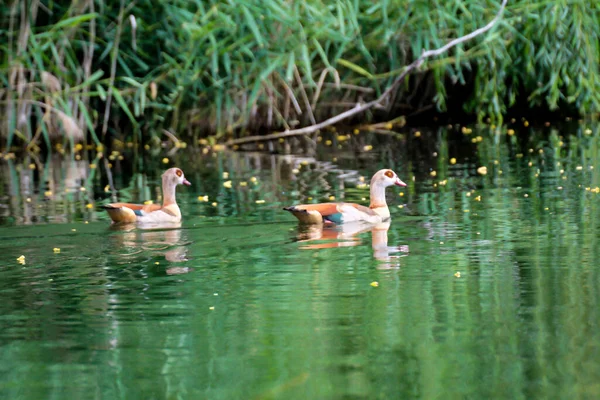 Porträt Blick Auf Ägyptische Gänse Einem Teich — Stockfoto