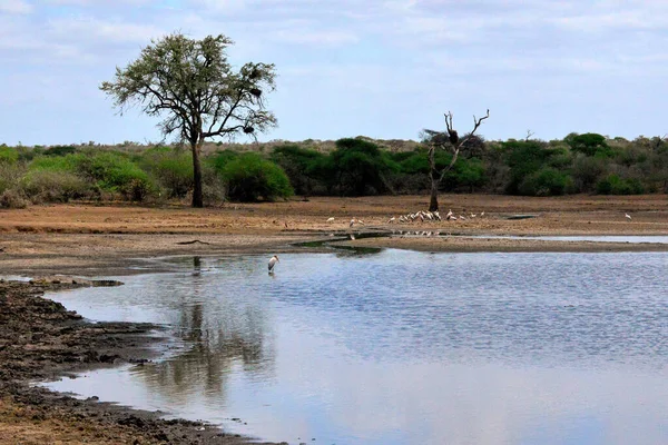 Paesaggio Del Kruger National Park Sud Africa Kruger Park Trova — Foto Stock