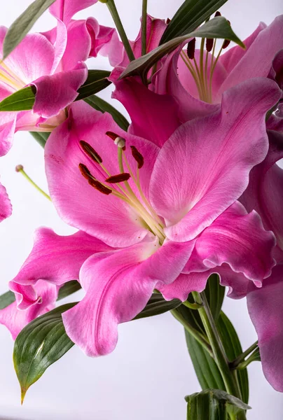 Κοντινό Πλάνο Ροζ Λουλούδια Κοινές Ονομασίες Για Είδη Αυτού Του — Φωτογραφία Αρχείου
