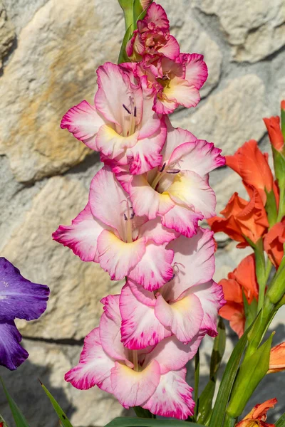 Chef För Gladiolus Blomma Mot Bakgrund Kalksten Vägg — Stockfoto