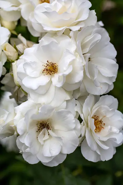 White Yellow Flowers Garden — Stock Photo, Image