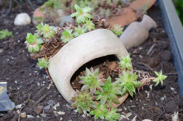 Closeup Shot Green Plant Pot — Stock Photo, Image