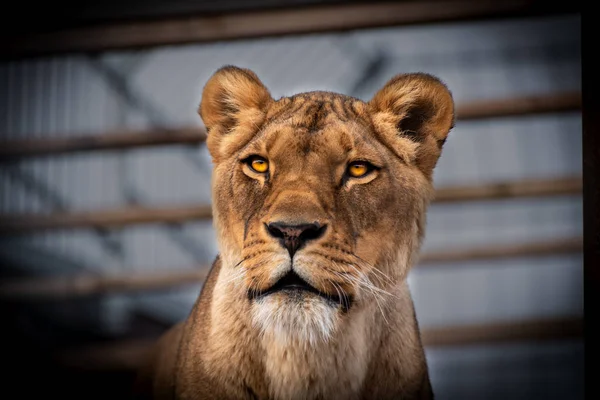 Leone Panthera Leo Una Specie Della Famiglia Felidae — Foto Stock