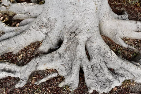 Närbild Bild Trädstam — Stockfoto