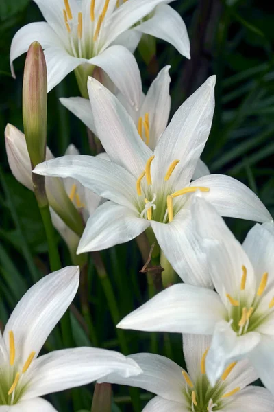 Bela Flor Lírio Branco Jardim — Fotografia de Stock