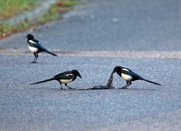 Palomas Calle — Foto de Stock