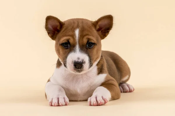 Милая Собака Белом Фоне — стоковое фото