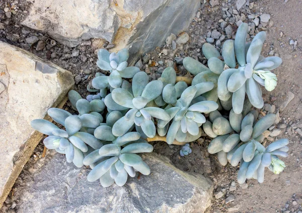 美しい植物画 自然壁紙 — ストック写真