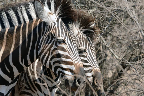 Λεπτομέρεια Από Ζέβρες Στο Εθνικό Πάρκο Kruger Στη Νότια Αφρική — Φωτογραφία Αρχείου