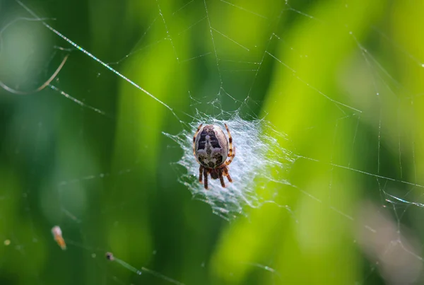 Macro Garden Spider Web — Stock Photo, Image