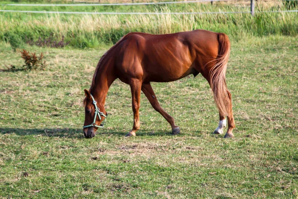 Horse Horses Stallion Pasture Paddock While Grazing — Stock Photo, Image