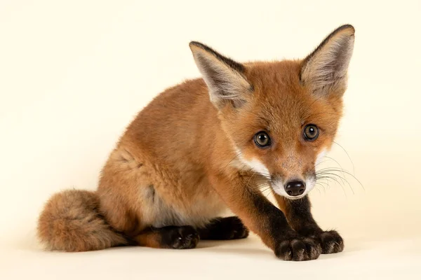 Cachorro Zorro Rojo Sobre Fondo Blanco — Foto de Stock