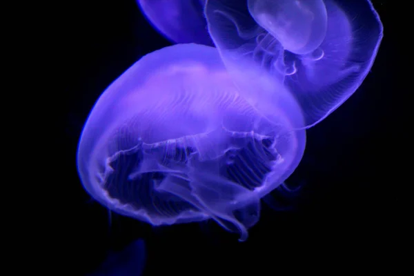 Buen Tiro Una Medusa Luz Azul —  Fotos de Stock