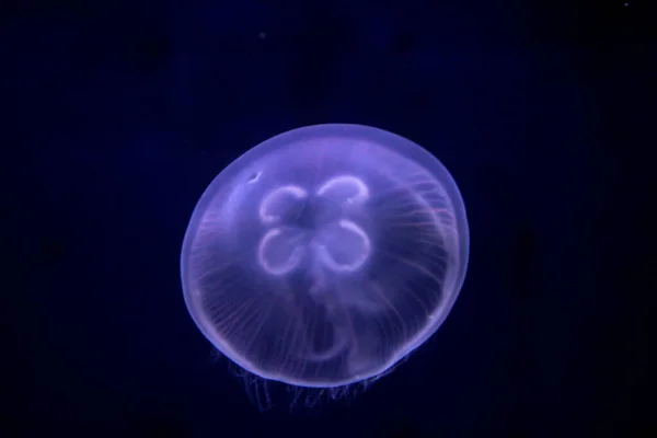 Buen Tiro Una Medusa Luz Azul —  Fotos de Stock