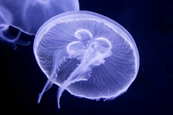 Egy Szép Kép Egy Medúzáról Kék Fényben — Stock Fotó