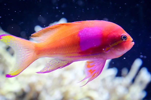 Close Tropical Fish Reef — Stock Photo, Image