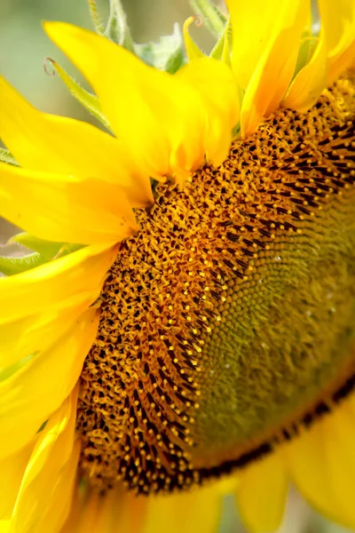 Sonnenblumen Auf Einem Feld Strecken Sich Der Sonne Entgegen — Stockfoto