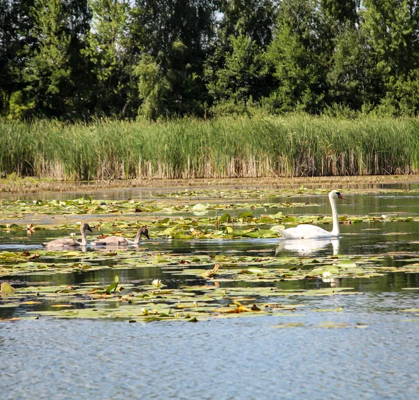 Uma Família Cisnes Uma Lagoa Cercada Por Nenúfares — Fotografia de Stock