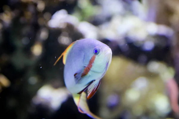 Primo Piano Pesci Tropicali Una Barriera Corallina — Foto Stock