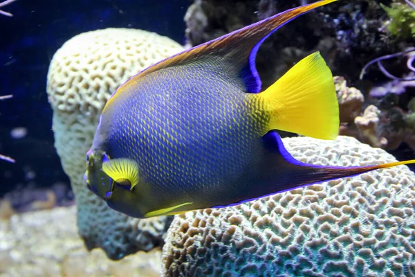 Primo Piano Pesci Tropicali Una Barriera Corallina — Foto Stock