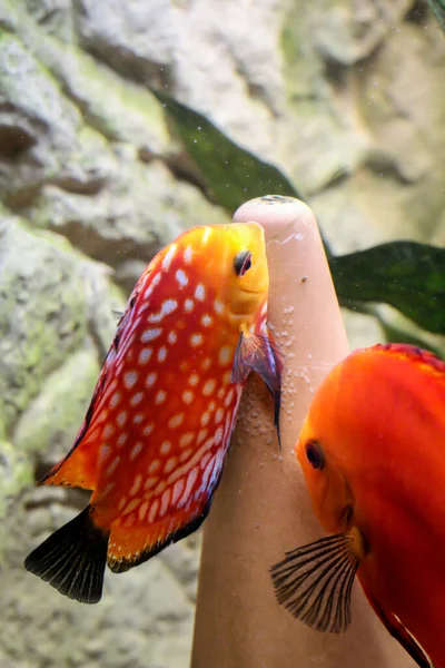 Pair Discus Fish Cichlids Laying Spawn Spawning Cone — Stock Photo, Image