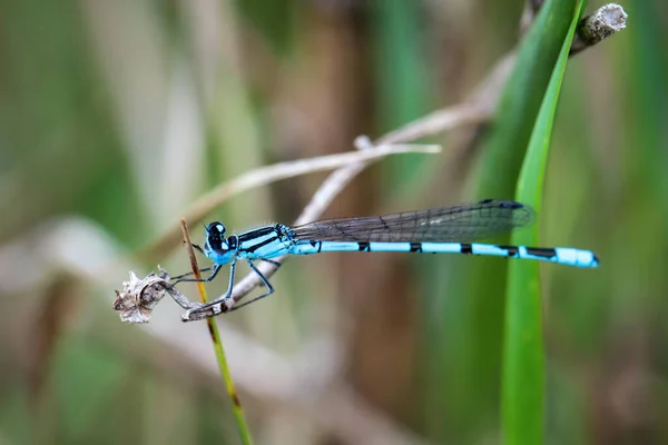 Close Dragonfly Plant — Stock Photo, Image