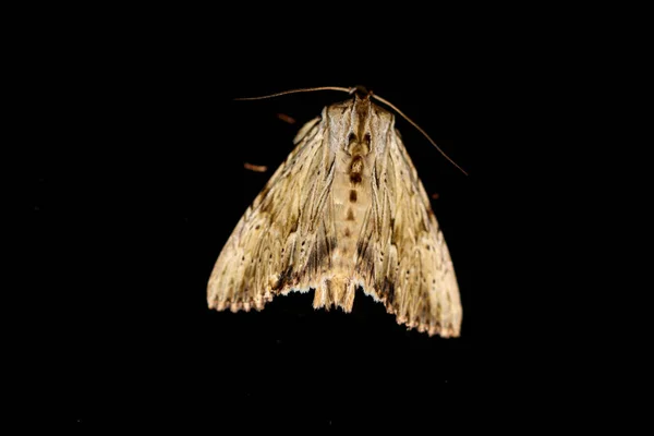 Κοντινό Πλάνο Μιας Νυχτερινής Πεταλούδας Σκώρου — Φωτογραφία Αρχείου
