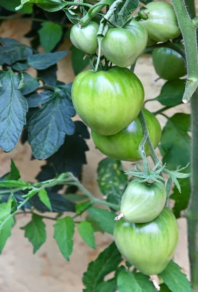 Πράσινες Ντομάτες Που Καλλιεργούνται Στο Θερμοκήπιο — Φωτογραφία Αρχείου